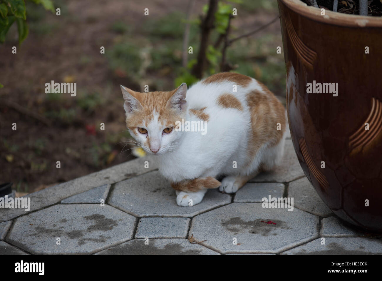 Il gatto domestico gatti Kitty gattino nero bianco marrone Whiskers carino Pet Straycat Housepet piccioli macchie zampe Poptime Pawprint Foto Stock