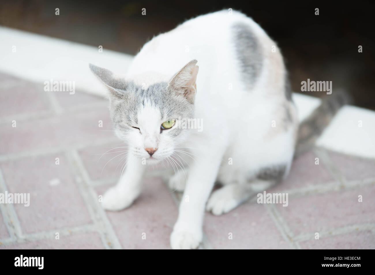 Il gatto domestico gatti Kitty gattino nero bianco marrone Whiskers carino Pet Straycat Housepet piccioli macchie zampe Poptime Pawprint Foto Stock