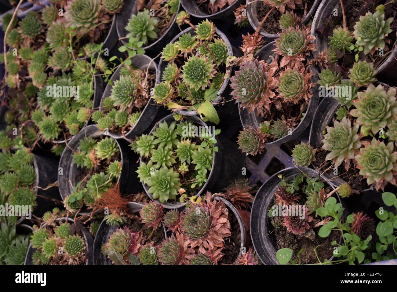 Semprevivo piante in un pots (sempervivumm Copernicia) Foto Stock