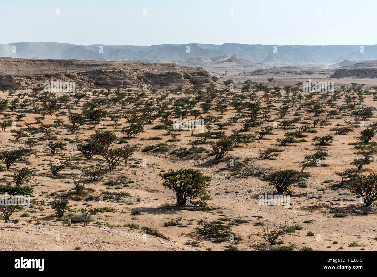 Incenso piante struttura Plantage agricoltura crescono in un deserto vicino a Salalah, Oman 6 Foto Stock