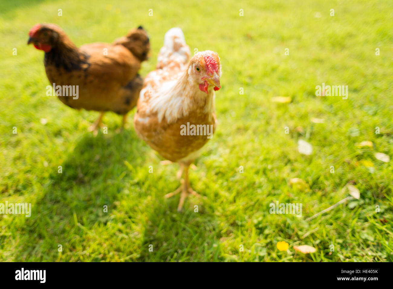 Coppia di polli giovani esplorare prato in Dorset, Inghilterra. Foto Stock