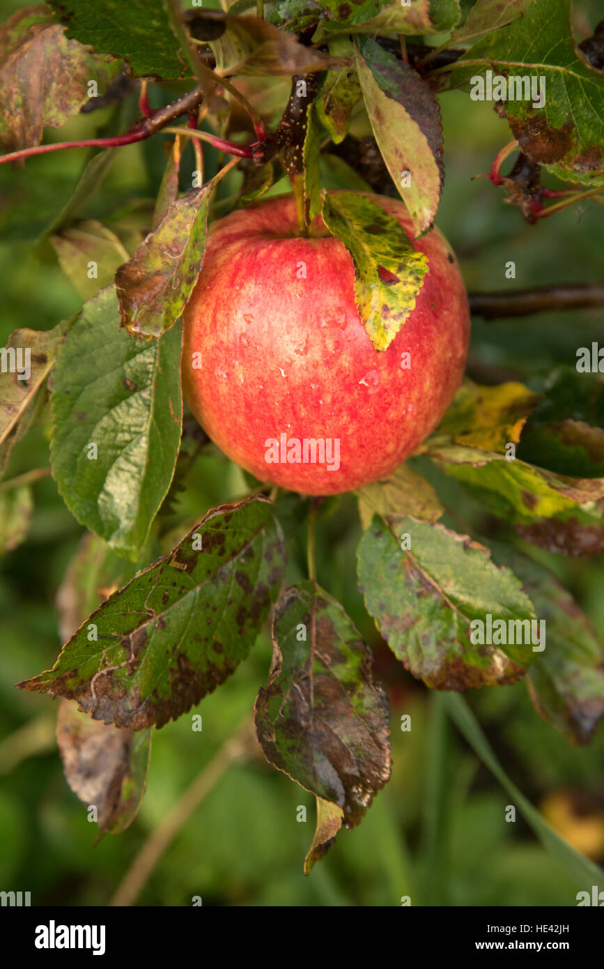 La maturazione varietà James Grieve di apple, Scotland, Regno Unito Foto Stock