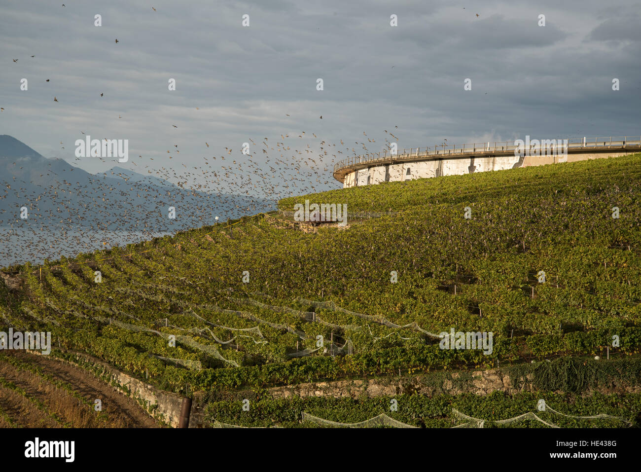 Migliaia di storni di scendere a alimentazione sulla maturazione uve presso il sito del patrimonio mondiale vigneto di Lavaux vicino a Vevey Foto Stock