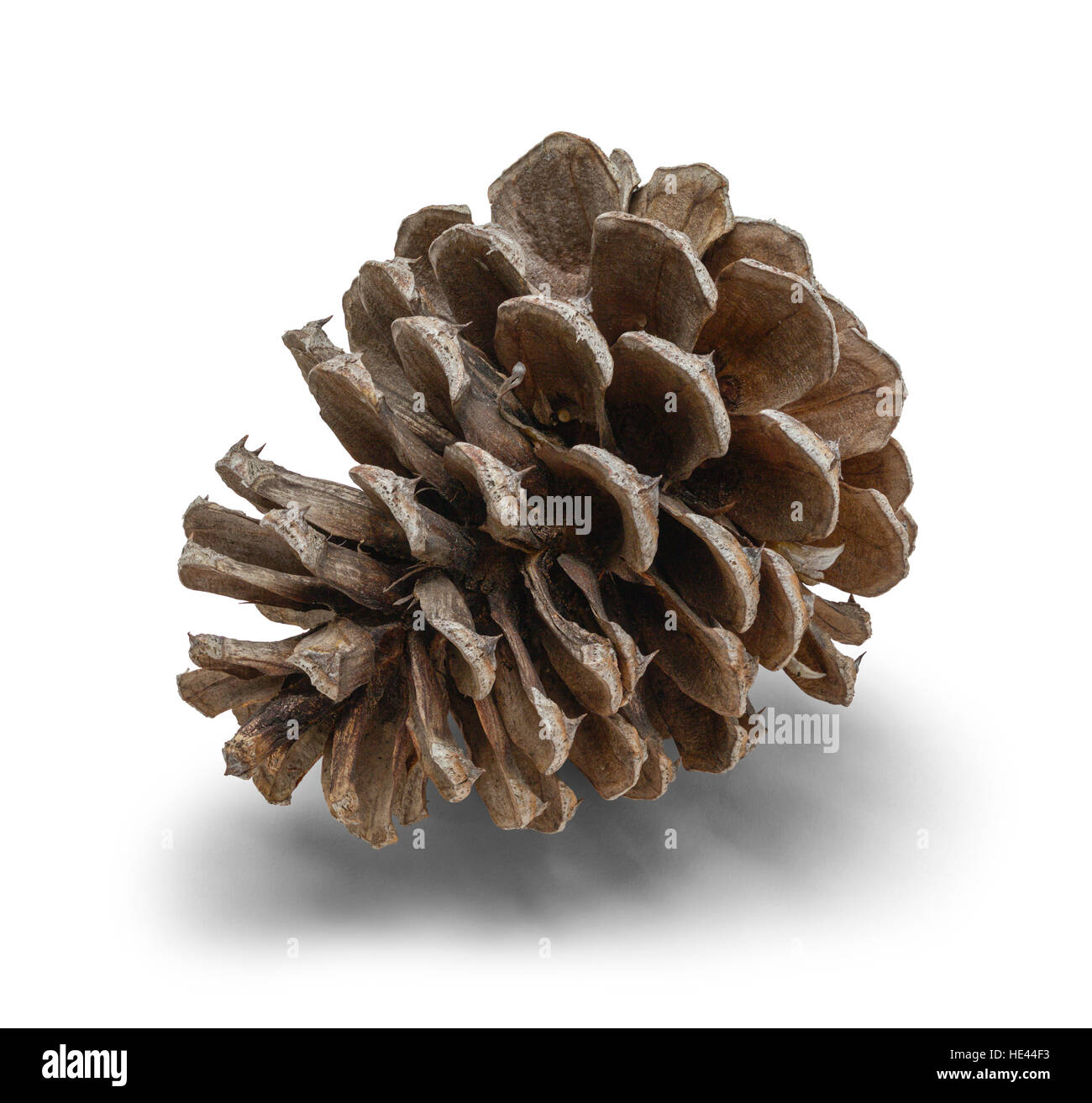 Un piccolo cono di pini isolati su sfondo bianco. Foto Stock