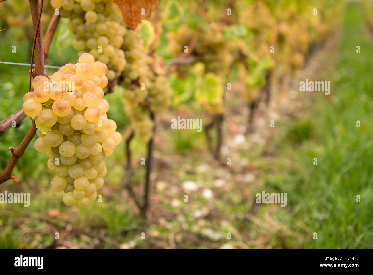 Grappolo maturo di uva bianca durante il raccolto a Lavaux UNESCO World Heritage Site vigneto, Vevey, Svizzera. Foto Stock