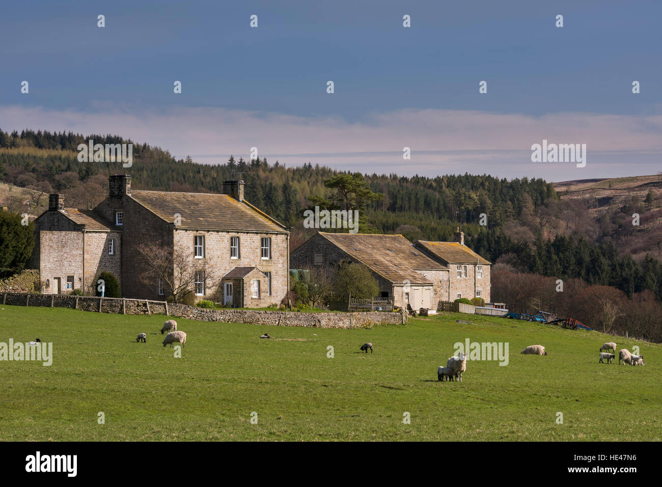 Campo di pecore al pascolo con un tradizionale, pietra Yorkshire Dales agriturismo e fabbricati al di là - North Yorkshire, Inghilterra. Foto Stock