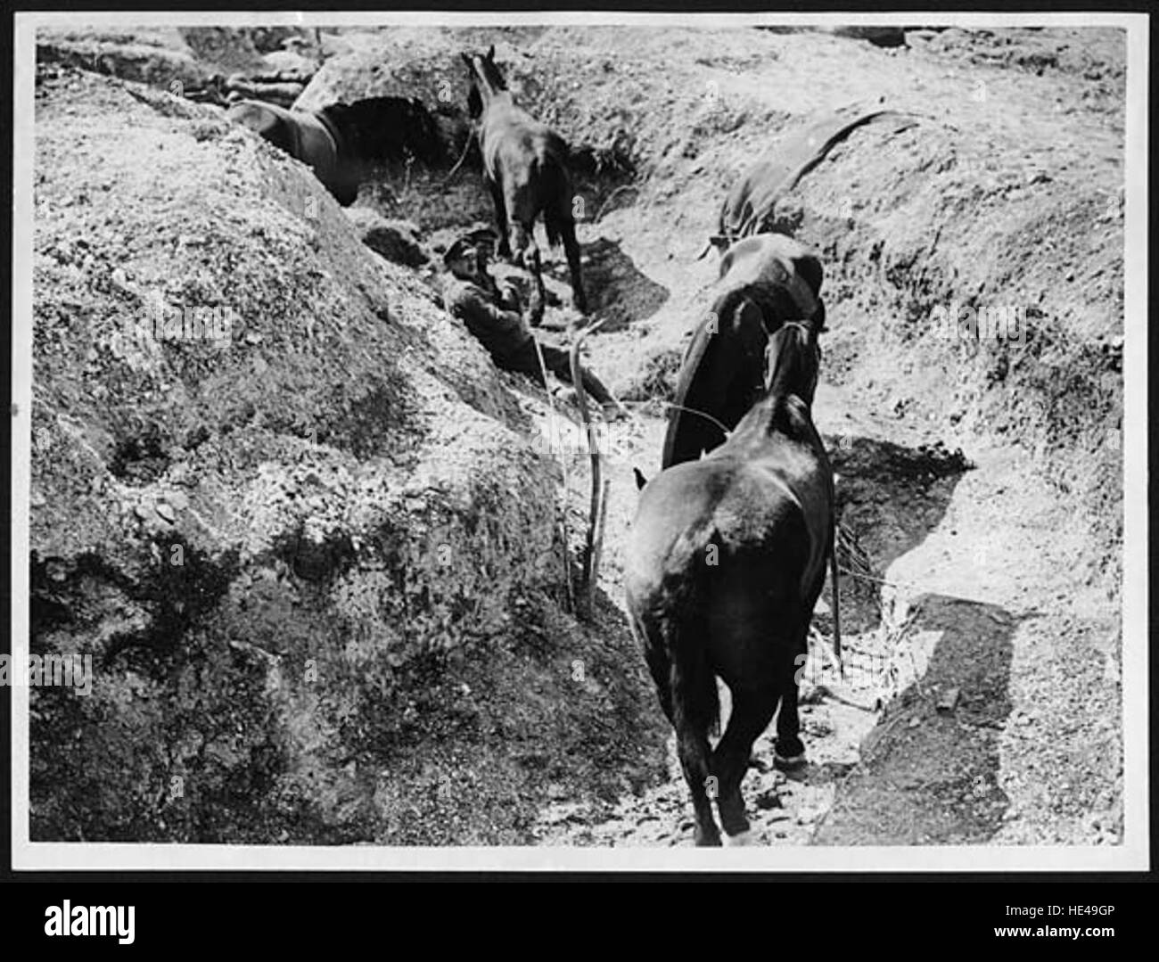 I cavalli in un vecchio Boche trincea di comunicazione Foto Stock