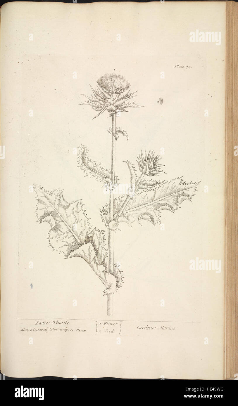 Questo disegno dettagliato del Silybum marianum, comunemente noto come cardo del latte, mette in evidenza le caratteristiche uniche della pianta. Come parte di un erbario storico, questa immagine rappresenta lo studio botanico e la documentazione scientifica delle specie vegetali. Foto Stock Questo disegno dettagliato del Silybum marianum, comunemente noto come cardo del latte, mette in evidenza le caratteristiche uniche della pianta. Come parte di un erbario storico, questa immagine rappresenta lo studio botanico e la documentazione scientifica delle specie vegetali. Foto Stock