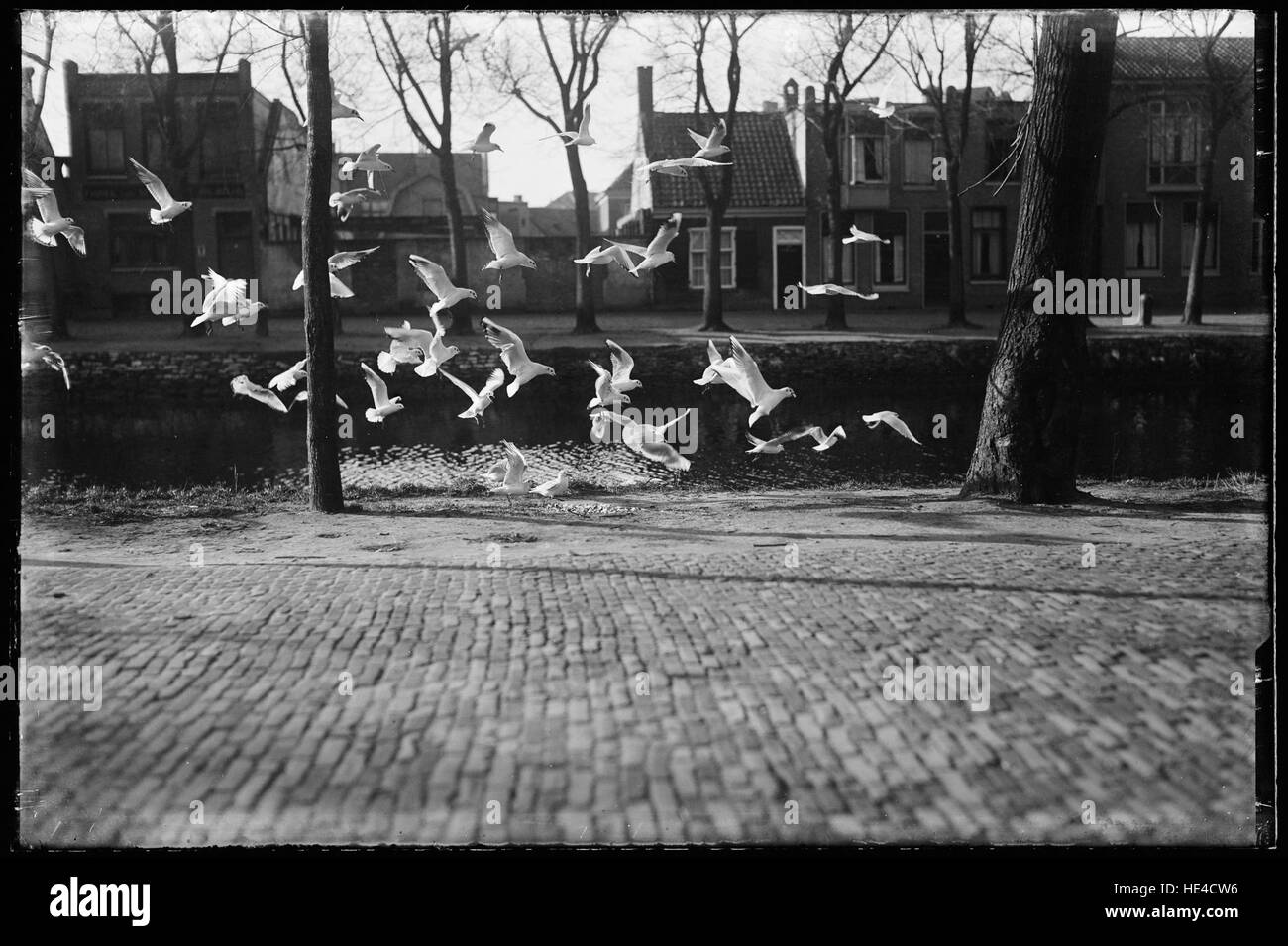 Meeuwen a Den Helder, fotografia storica Foto Stock