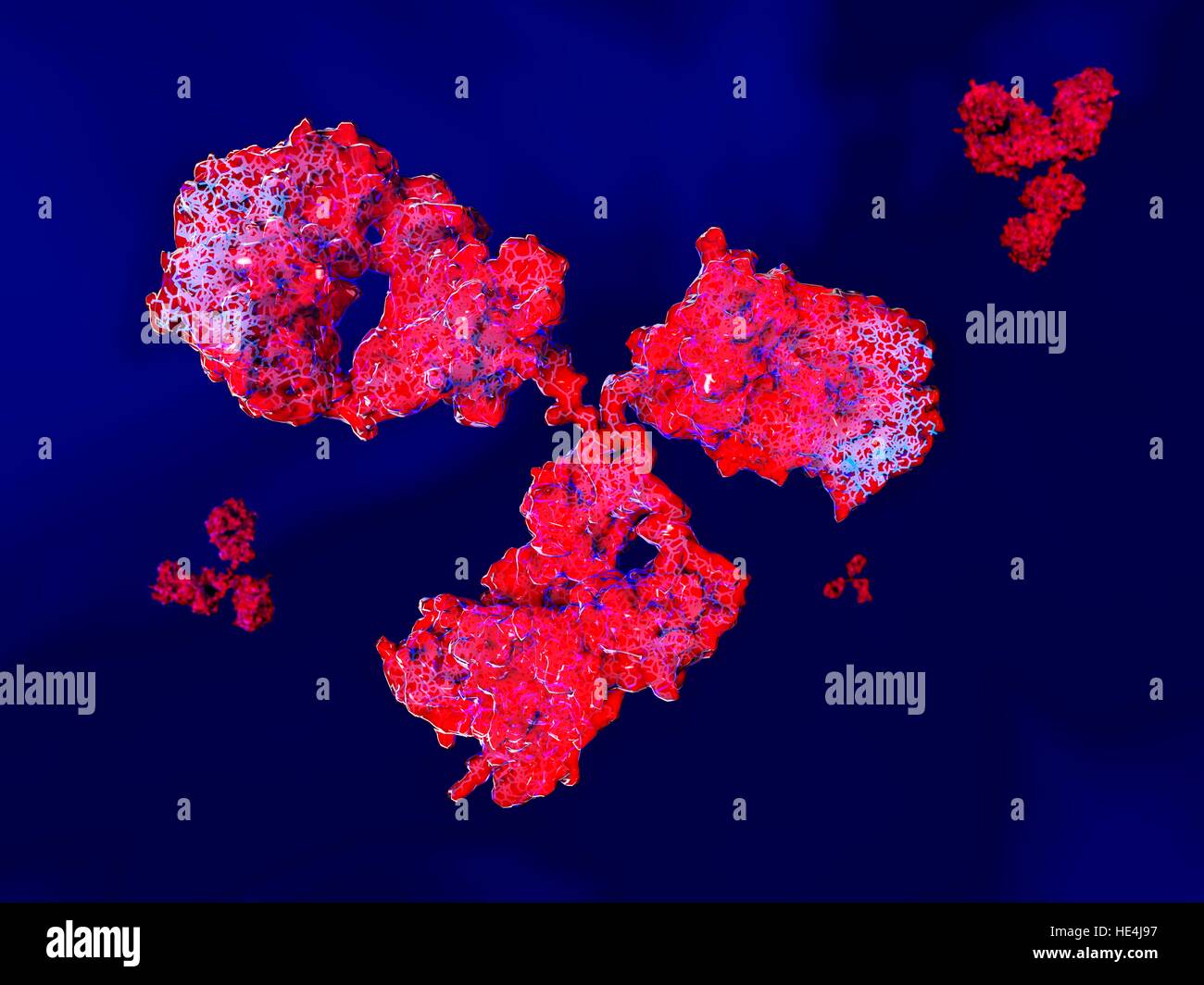Illustrazione che mostra la struttura di un anticorpo o di immunoglobulina, molecola. Questi sagomata a Y molecole hanno due bracci che possono legarsi ad antigeni specifici, per esempio virale o proteine batteriche. In tal modo esse segnano l'antigene per la distruzione. Foto Stock