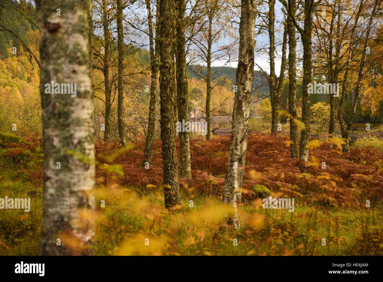 Bosco autunnale sulle sponde del Loch Beinn un'Mheadhoin, Glen Affric, Highlands scozzesi, REGNO UNITO Foto Stock