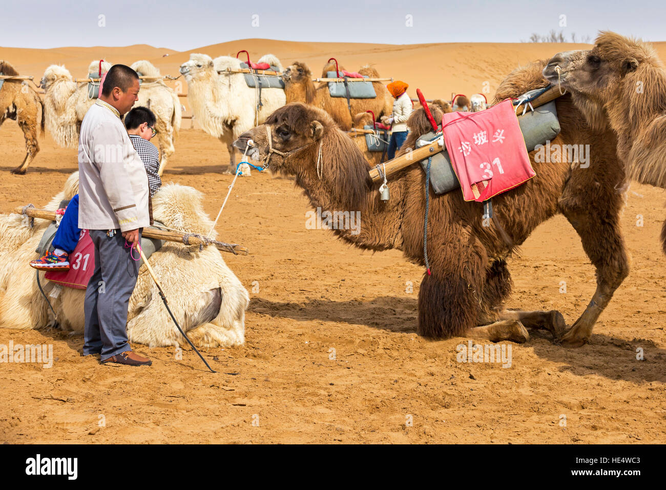 Turisti cinesi sul cammello a Shapotou Scenic Area, Zhongwei, Ningxia, Cina Foto Stock