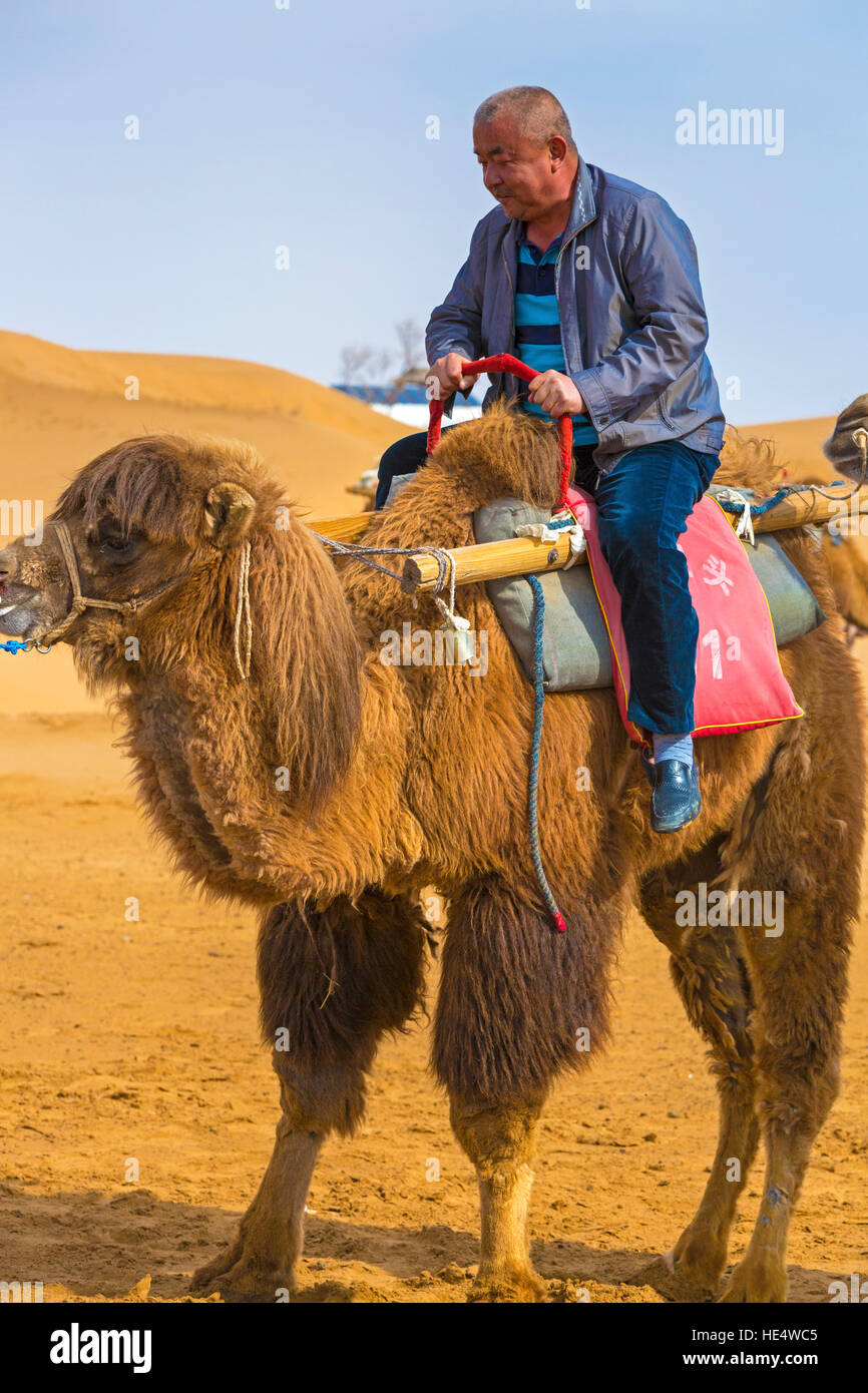 Turisti cinesi sul cammello a Shapotou Scenic Area, Zhongwei, Ningxia, Cina Foto Stock