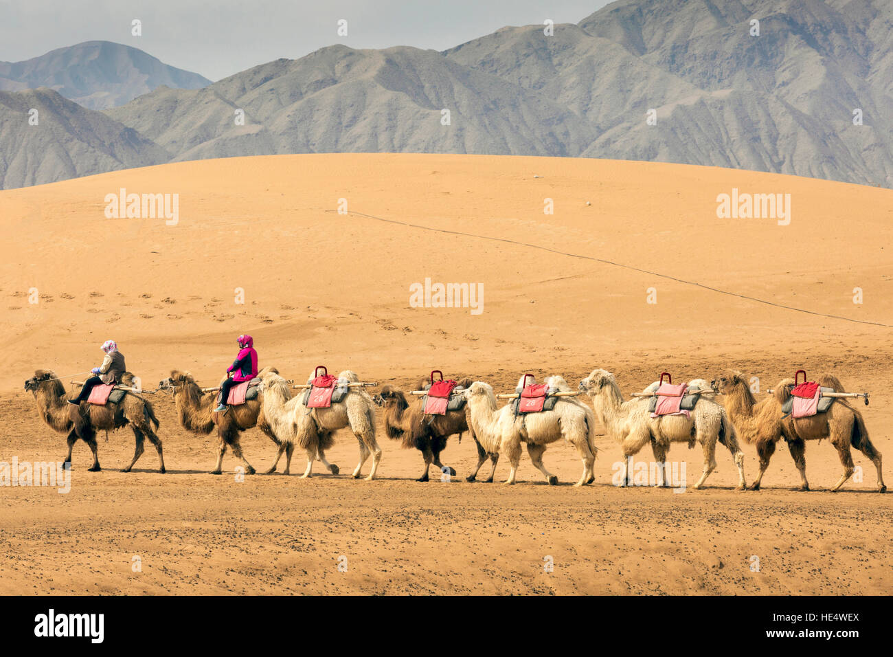 La guida conduce una mandria di cammelli nel deserto a Shapotou Scenic Area, Zhongwei, Ningxia, Cina Foto Stock