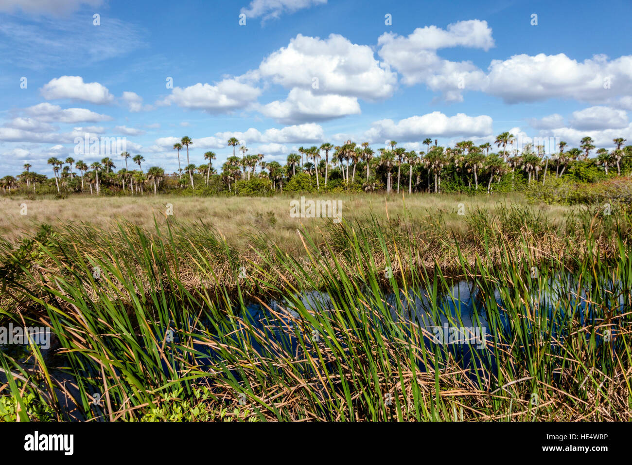 Florida The Everglades, Tamiami Trail, Fakahatchee Strand state Preserve, paesaggio, sawgrass, FL161129321 Foto Stock