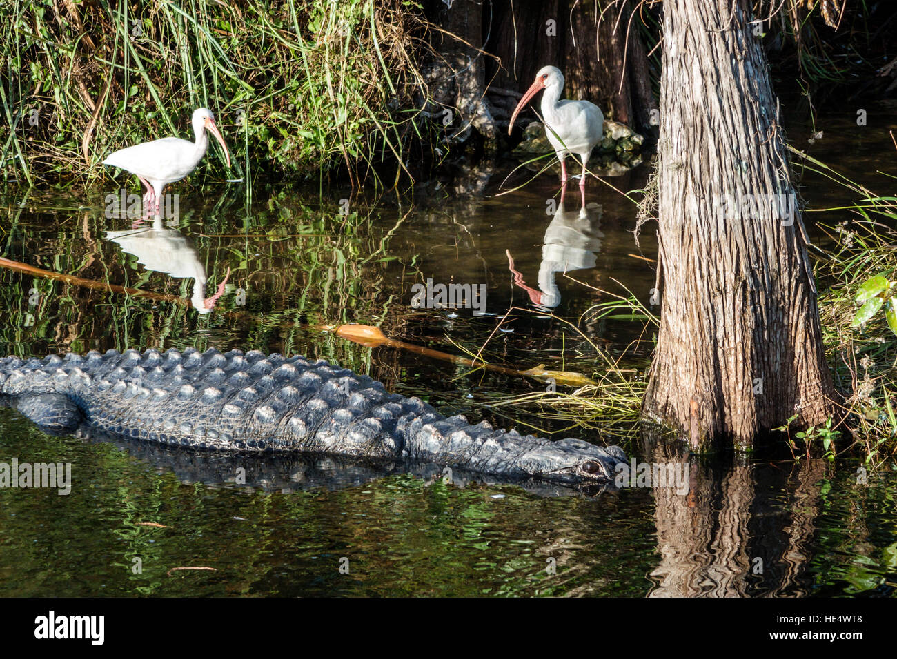 Florida The Everglades, Tamiami Trail, Fakahatchee Strand state Preserve, American Alligator missippiensis, ibis Eudocimus albus, FL161129335 Foto Stock