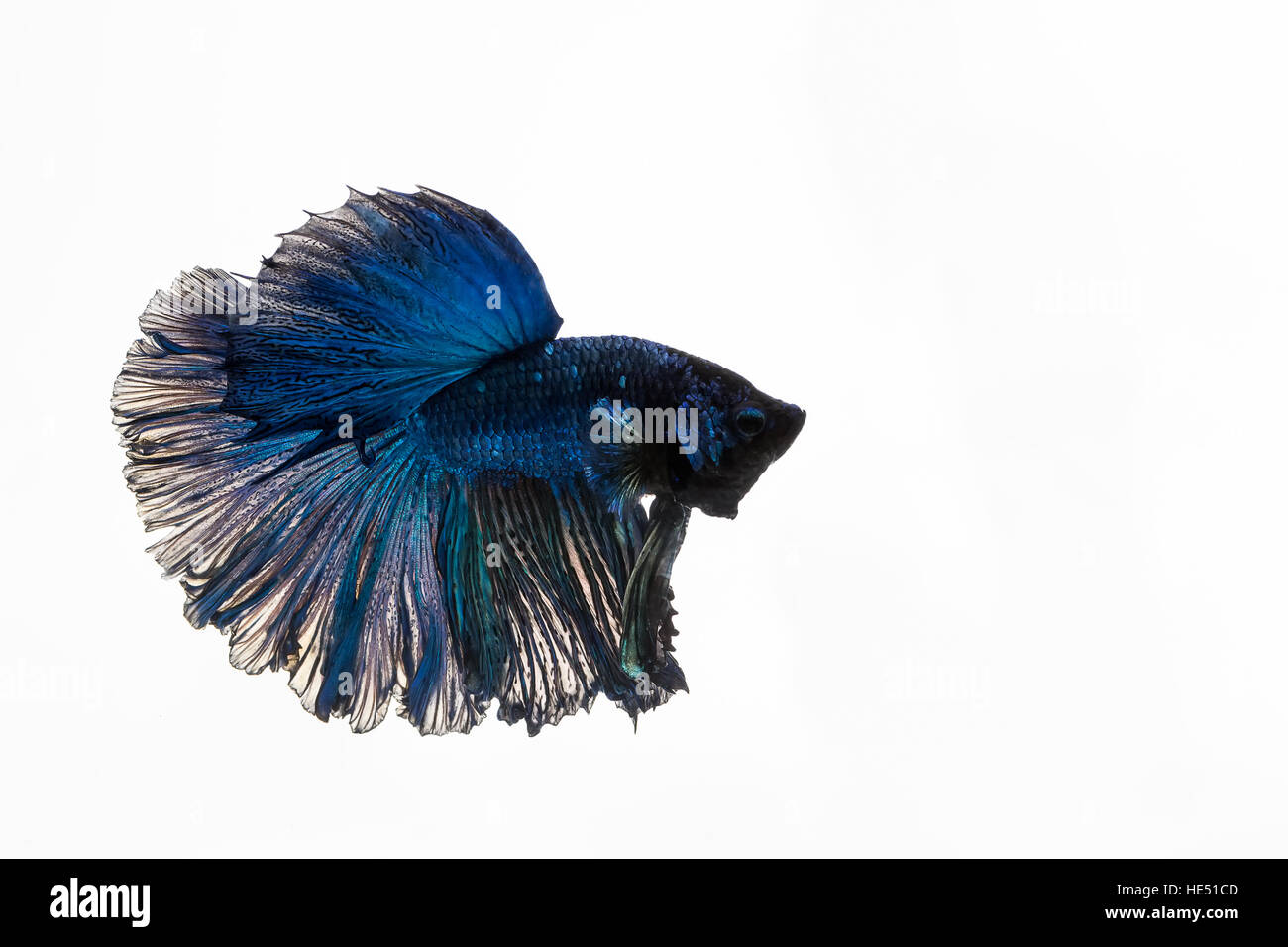 Betta, Siamese Lotta contro la pesca su sfondo bianco Foto Stock
