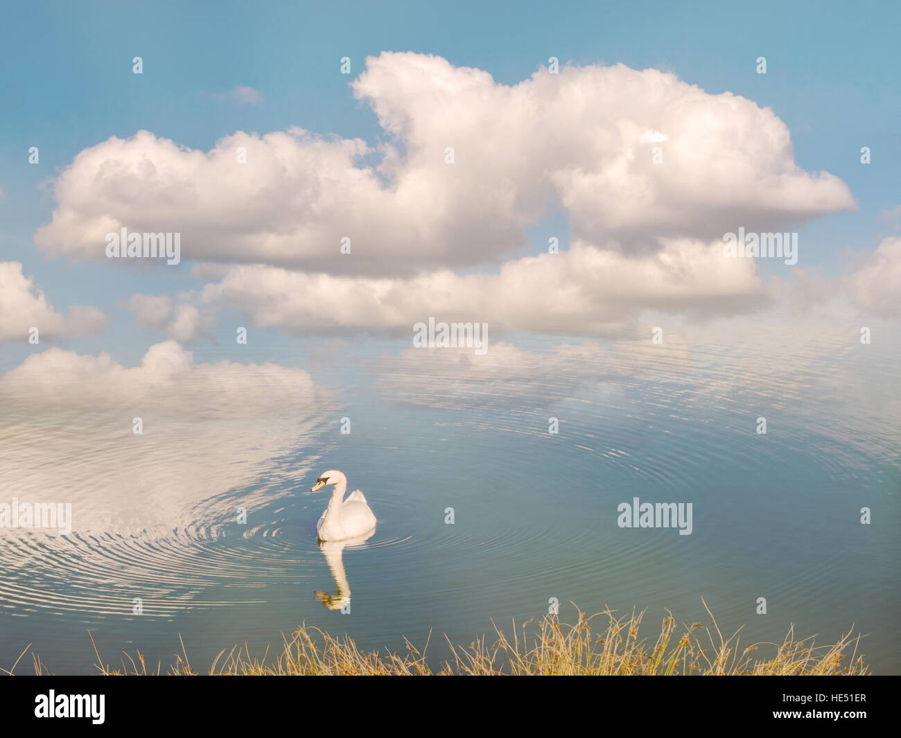 Serena Swan. Lago, cielo blu e nuvole. Foto Stock