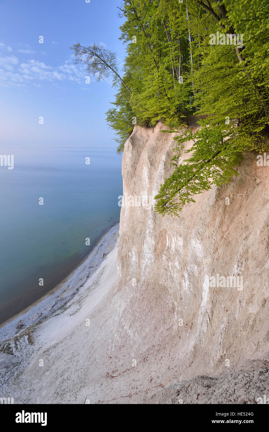 Europeo comune o di faggio (Fagus sylvatica) alberi su chalk cliffs, Jasmund National Park, Mar Baltico, Sassnitz, Rügen Foto Stock