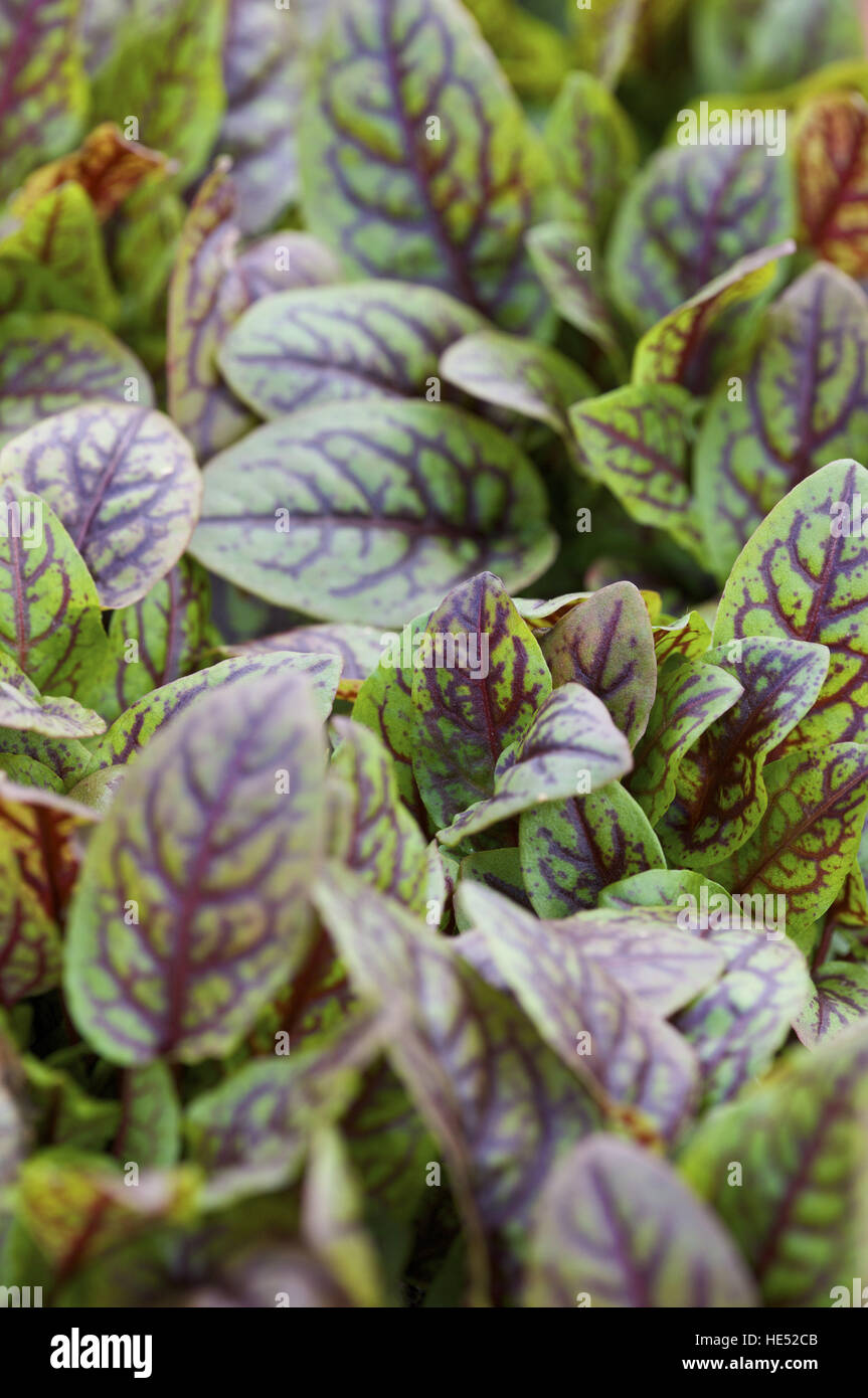 Bloody Dock (Rumex sanguineus) Foto Stock