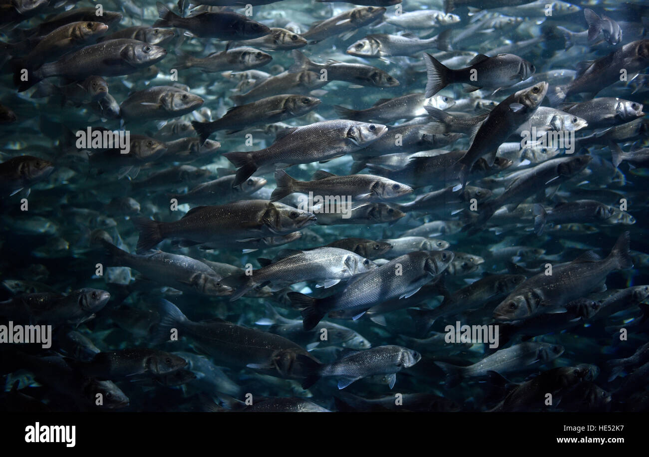 Sciame di European sea bass o mare dace (Dicentrarchus labrax), Loro Parque a Puerto de la Cruz, Tenerife, Isole Canarie, Spagna Foto Stock