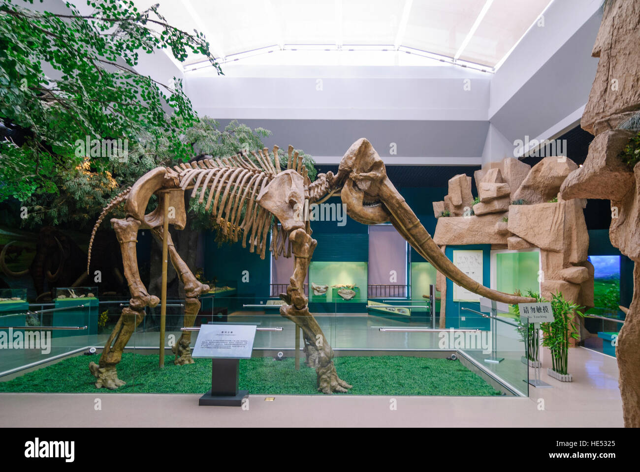 Lanzhou: provincia di Gansu museo; Mastodont Stegodon hunghoensis, Gansu, Cina Foto Stock