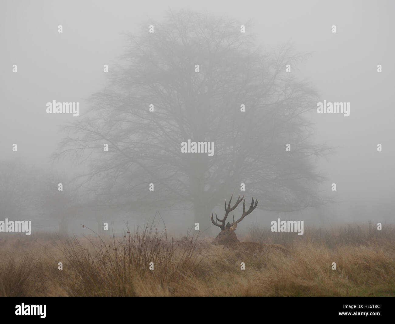 Un cervo rosso cervo si appoggia su un nebbioso giorno a Richmond Park, West London. Foto Stock