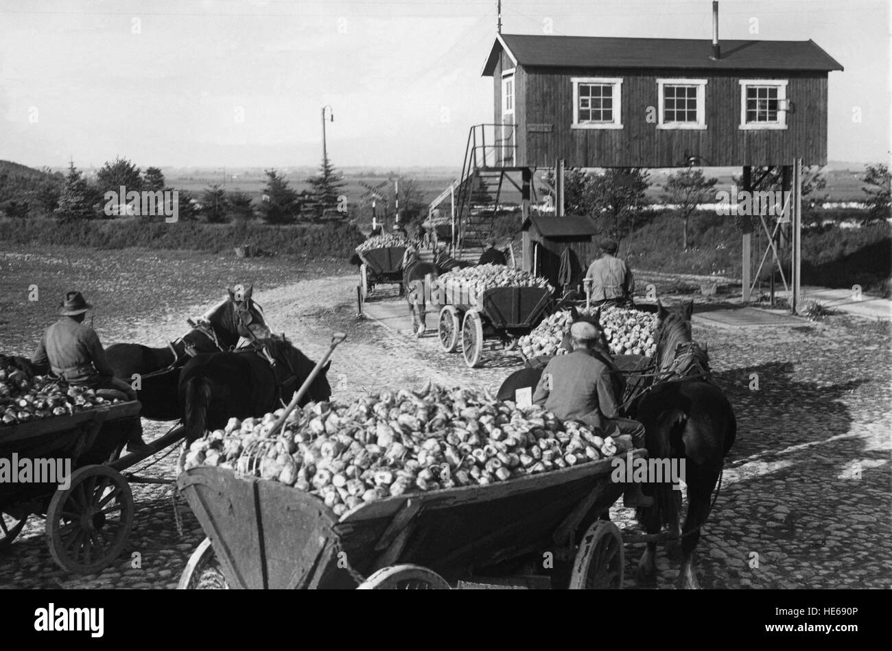 Agricoltura barbabietole crescente sul modo per i zuccherifici in Staffanstorp Skåne e queuing per pesare-in Foto Stock