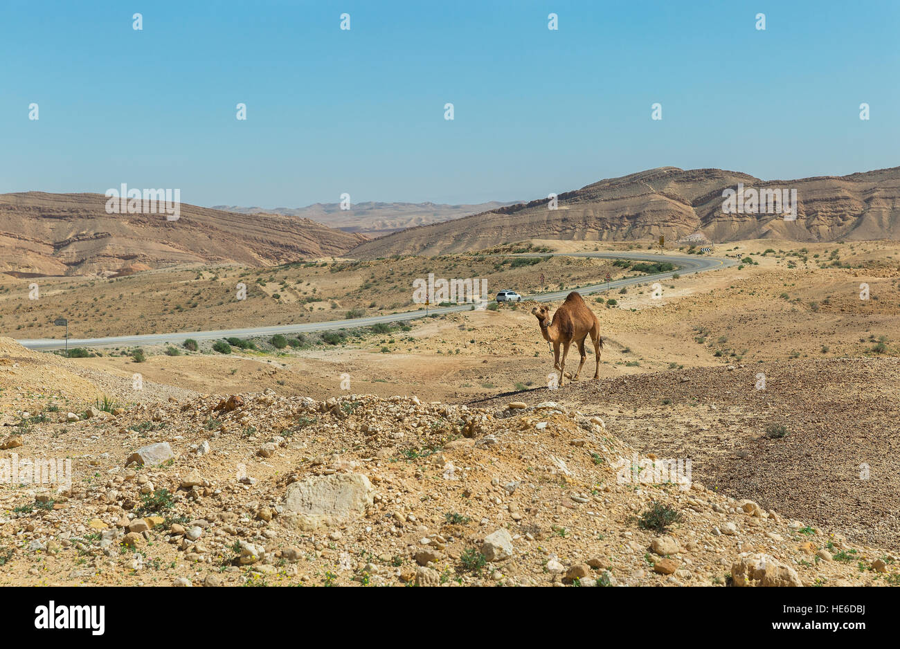 Il cammello e la strada nel deserto del Negev, Israele Foto Stock