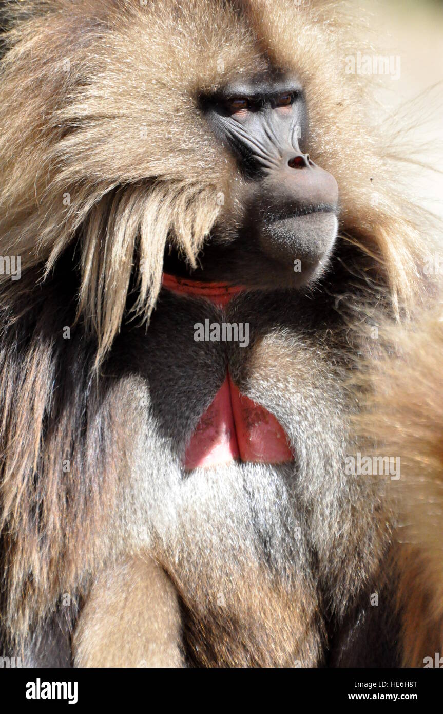 Babbuino gelada maschio Foto Stock