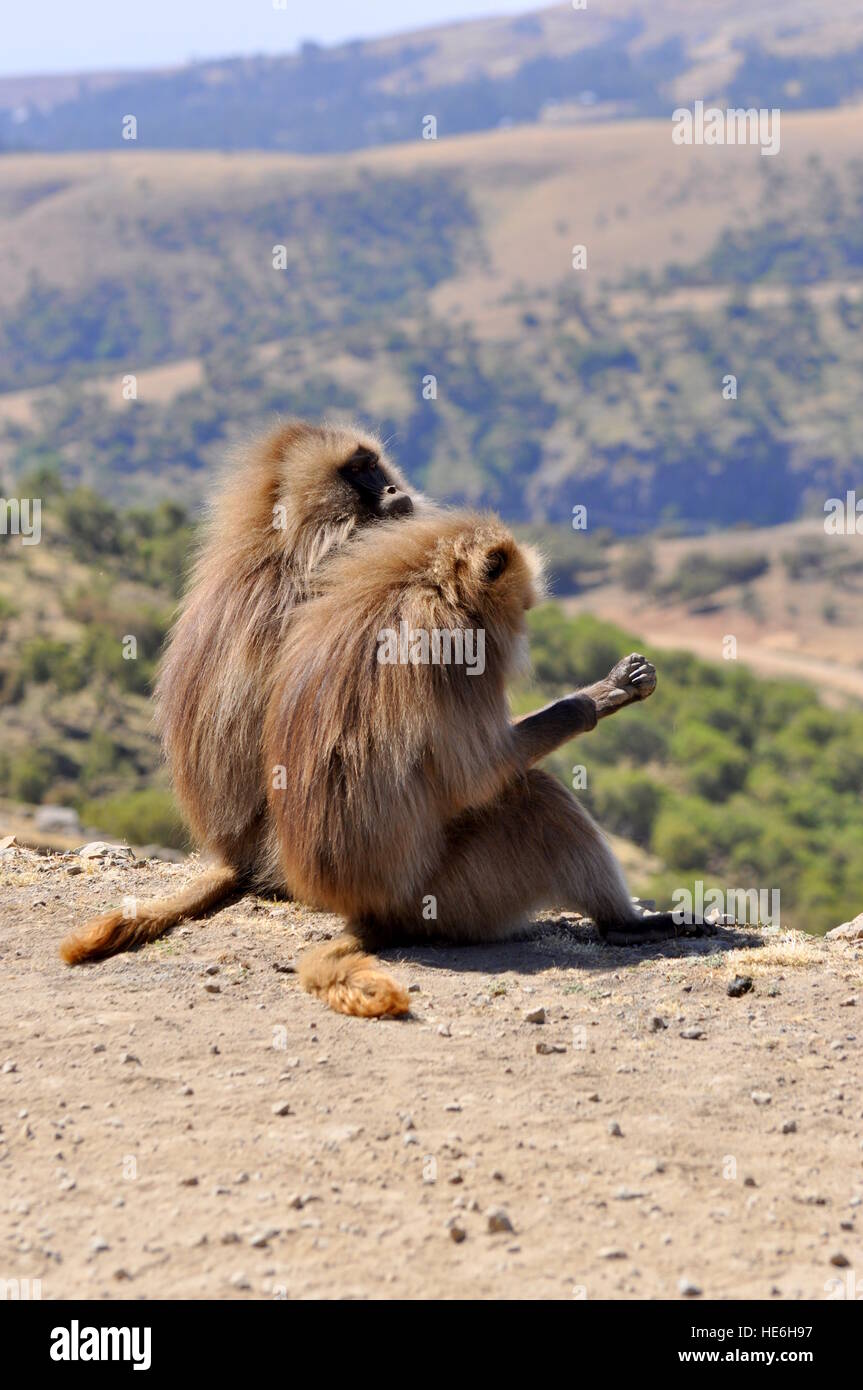 Scimmie Gelada in Etiopia Foto Stock