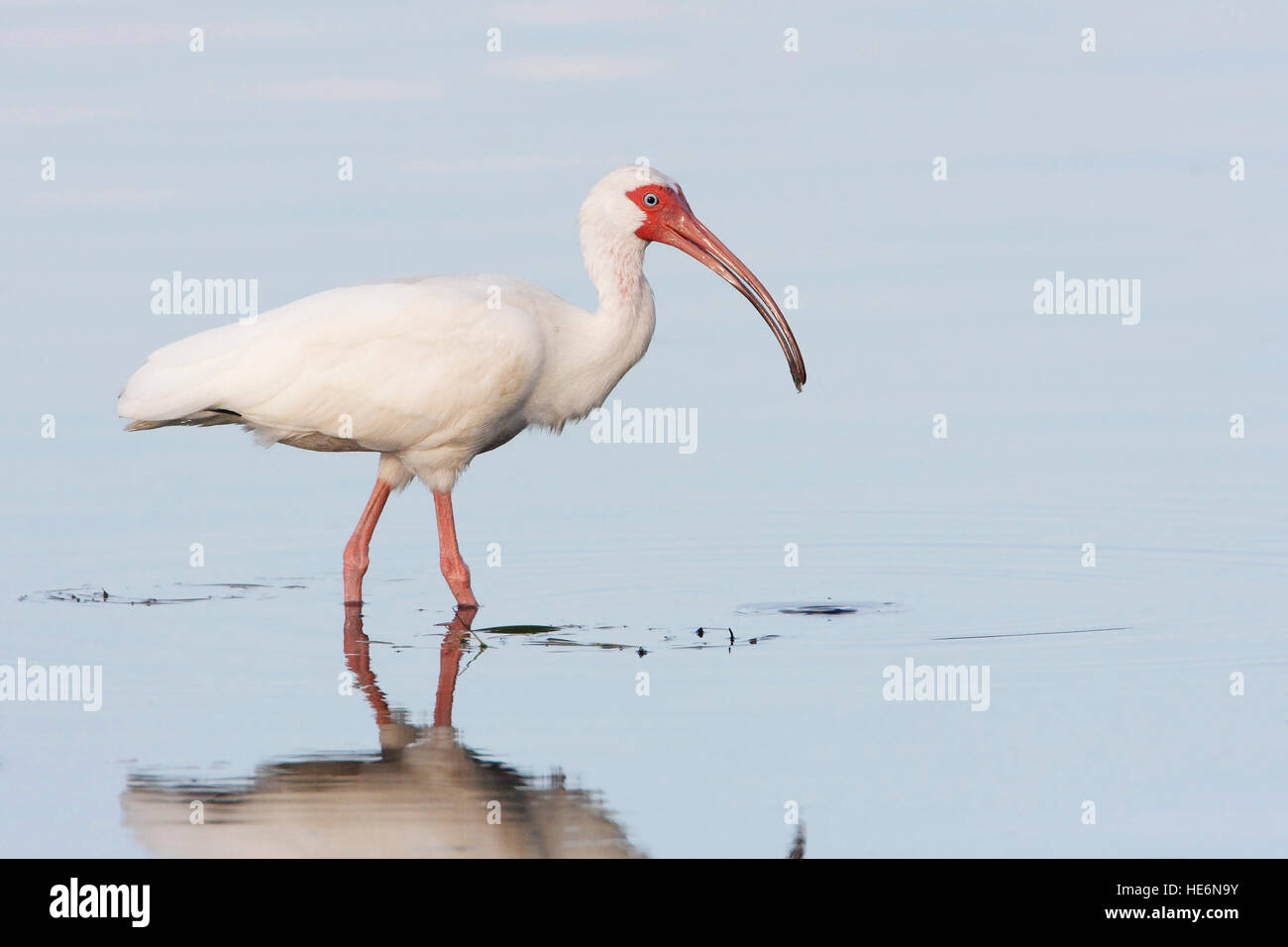 Americano bianco Ibis (Eudocimus albus) rovistando in acqua, Curry amaca parco statale, Florida, Stati Uniti d'America Foto Stock