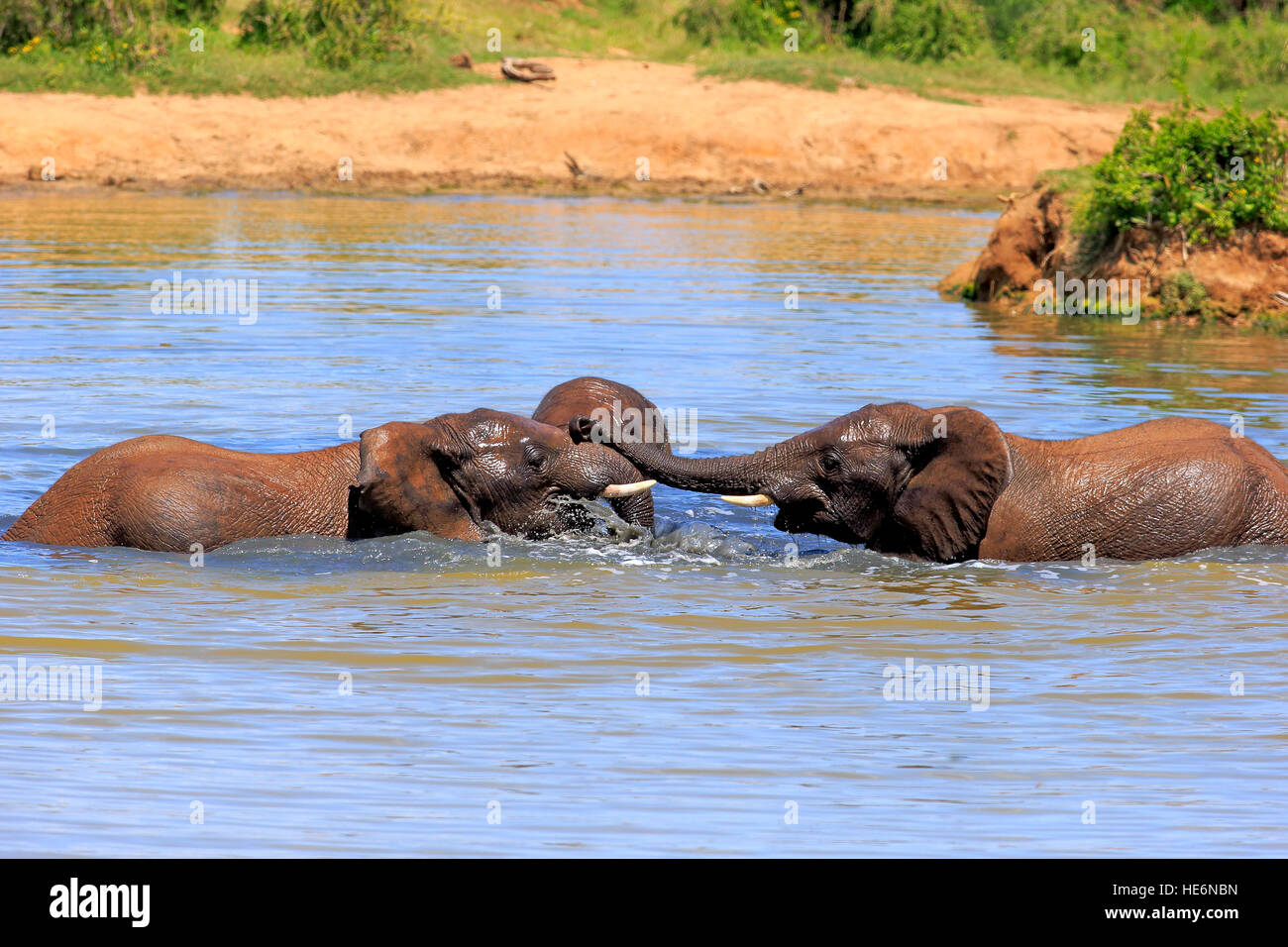 Elefante africano (Loxodonta africana), combattendo in acqua, Addo Elephant Nationalpark, Capo orientale, Sud Africa e Africa Foto Stock