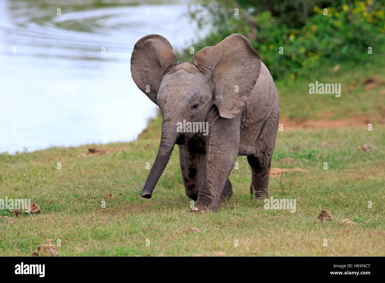 Elefante africano (Loxodonta africana), Giovani in esecuzione, Addo Elephant Nationalpark, Capo orientale, Sud Africa e Africa Foto Stock
