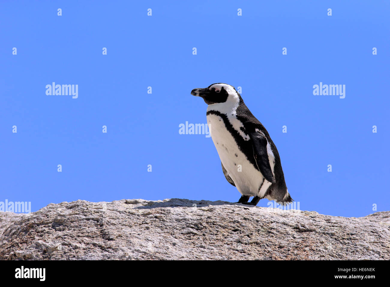 Jackass Penguin, (Spheniscus demersus), Adulto su roccia, massi, Simon's Town, Sud Africa Foto Stock