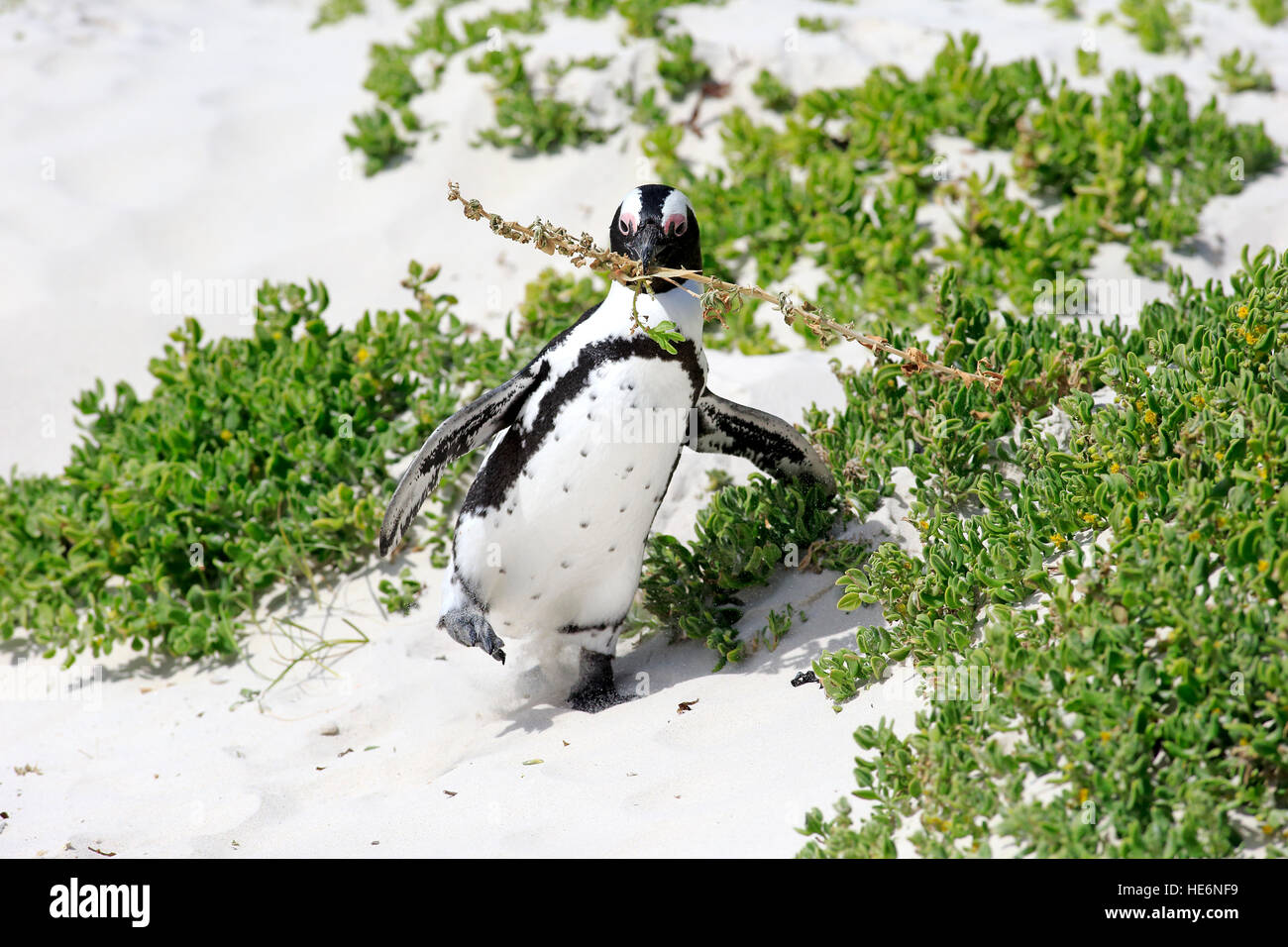 Jackass Penguin, (Spheniscus demersus), Adulto a piedi la spiaggia con materiale di nidificazione, massi, Simon's Town, Sud Africa Foto Stock