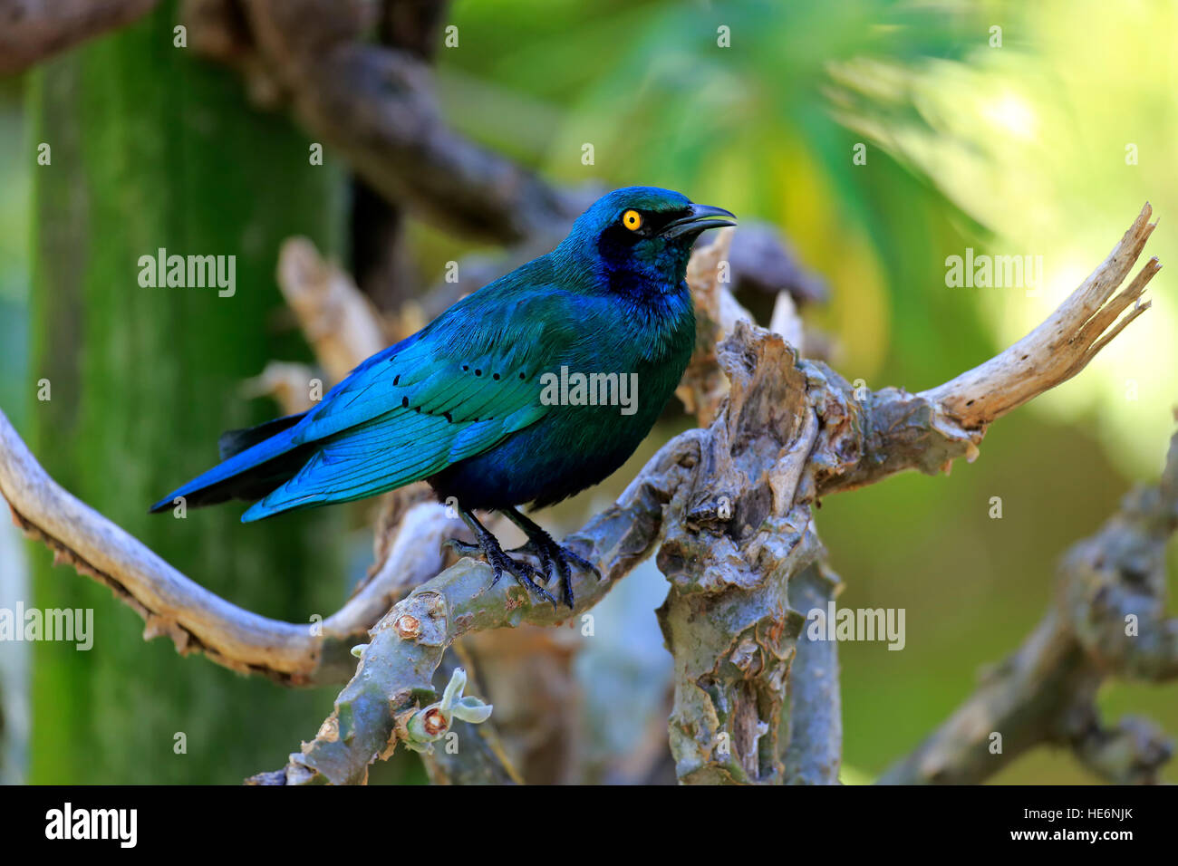 Maggiore blu lucida Eared Starling, (Lamprotornis chalybaeus), Adulto su albero, Kruger Nationalpark, Sud Africa e Africa Foto Stock
