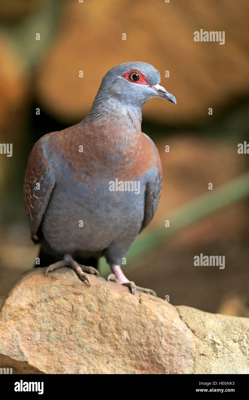 Rock piccione (Columba Guinea), chiazzato piccione adulto su roccia, Simonstown, Western Cape, Sud Africa e Africa Foto Stock