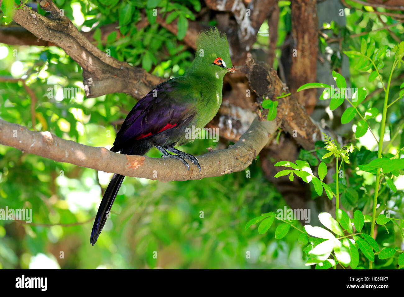 Guinea-Turako, (Tauraco persa), Adulto su albero, Africa Foto Stock