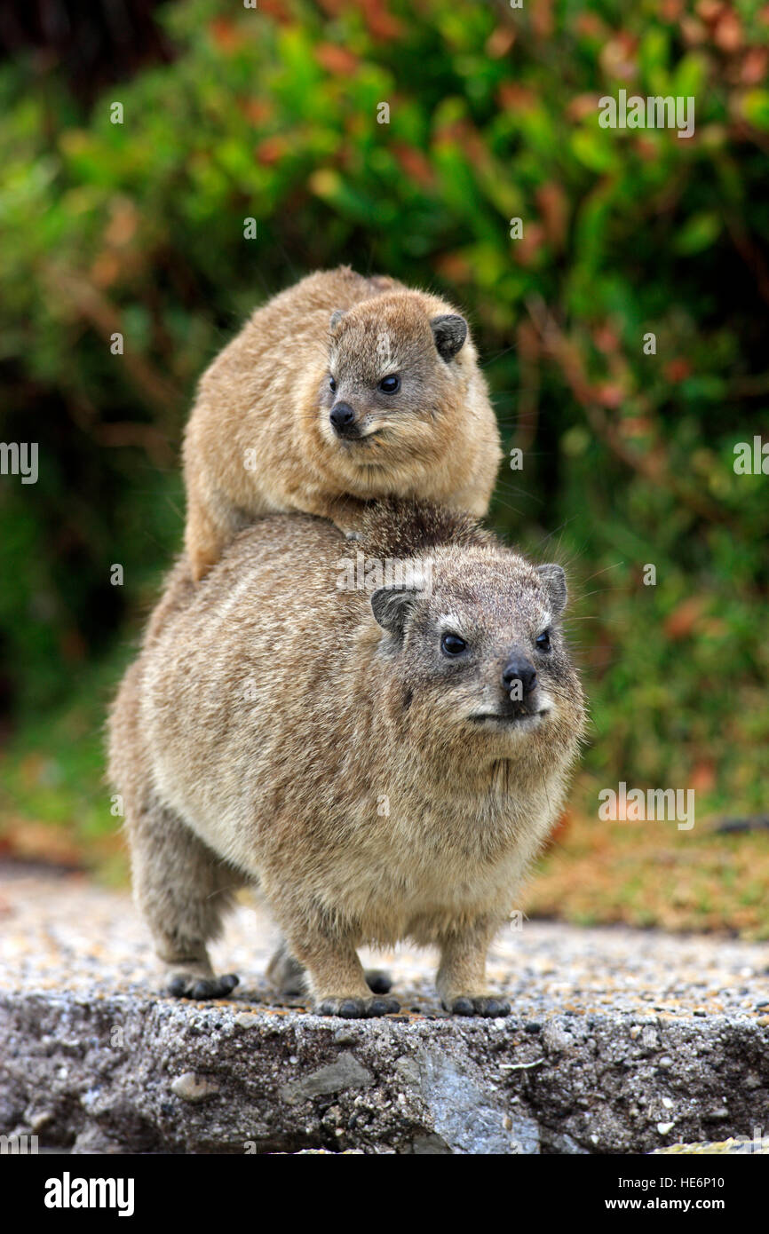 Rock Dassie, (Procavia capensis), giovani madri sul retro, Betty's Bay, Western Cape, Sud Africa e Africa Foto Stock