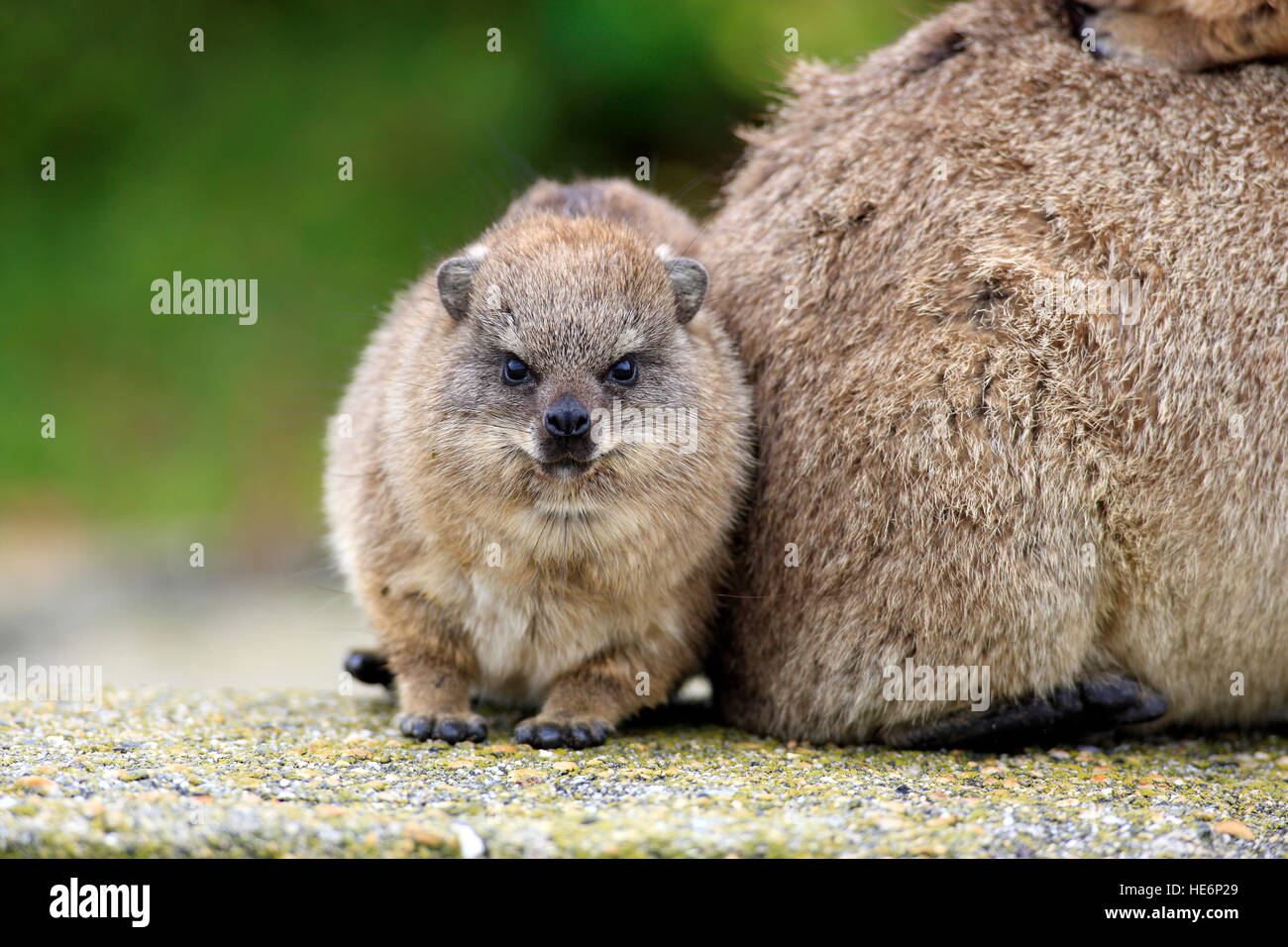 Rock Dassie, (Procavia capensis), giovani curiosi, Betty's Bay, Western Cape, Sud Africa e Africa Foto Stock