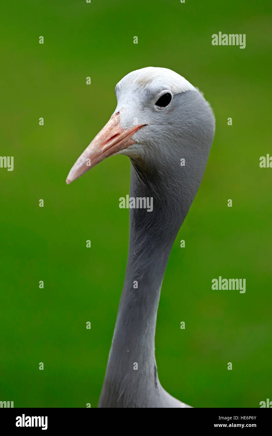 Il Blue Crane, (Anthropoides paradisaea), Adulto ritratto, uccello nazionale del Sud Africa, Western Cape, Sud Africa e Africa Foto Stock