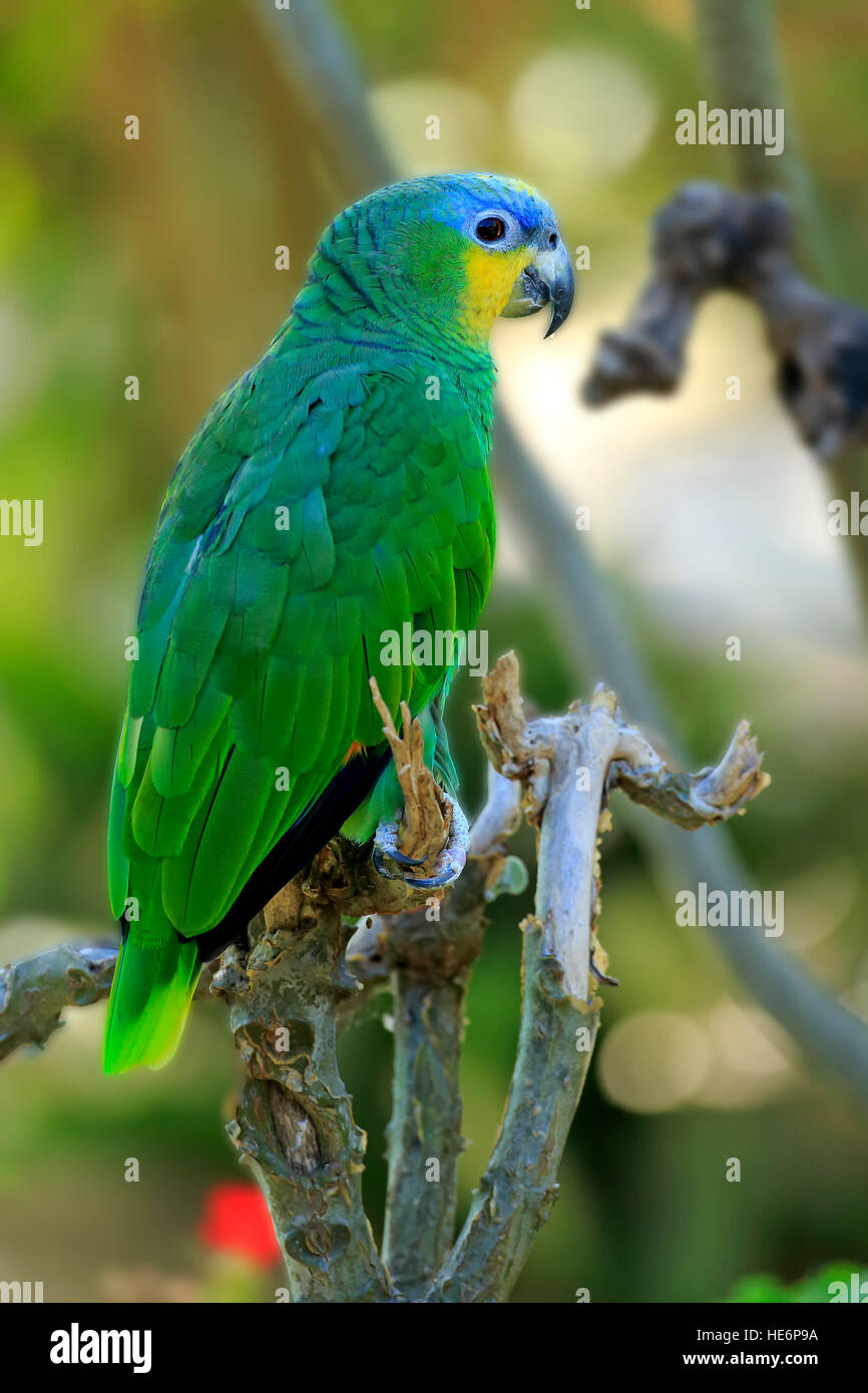 Orange-Winged Amazon, arancio-winged Parrot, Loro Parque Guaro, (Amazona  amazonica), Adulto su albero, Sud America Foto stock - Alamy