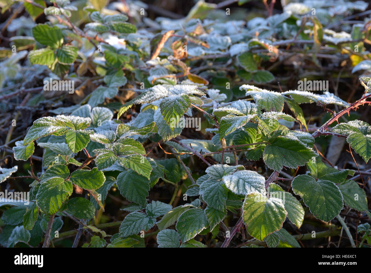 La brina sulle piante nel gelido inverno mattina Foto Stock