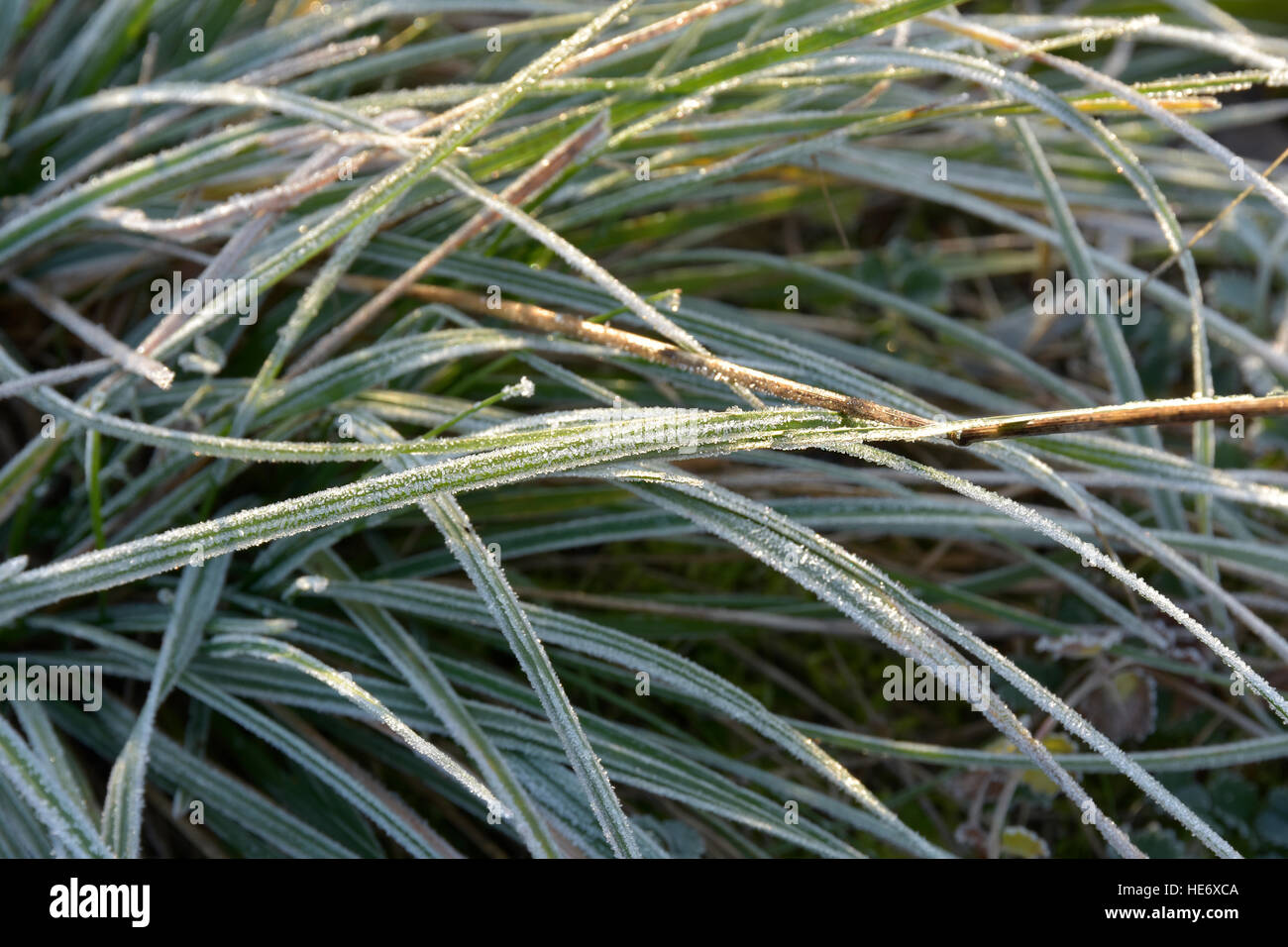 La brina sulle piante nel gelido inverno mattina Foto Stock
