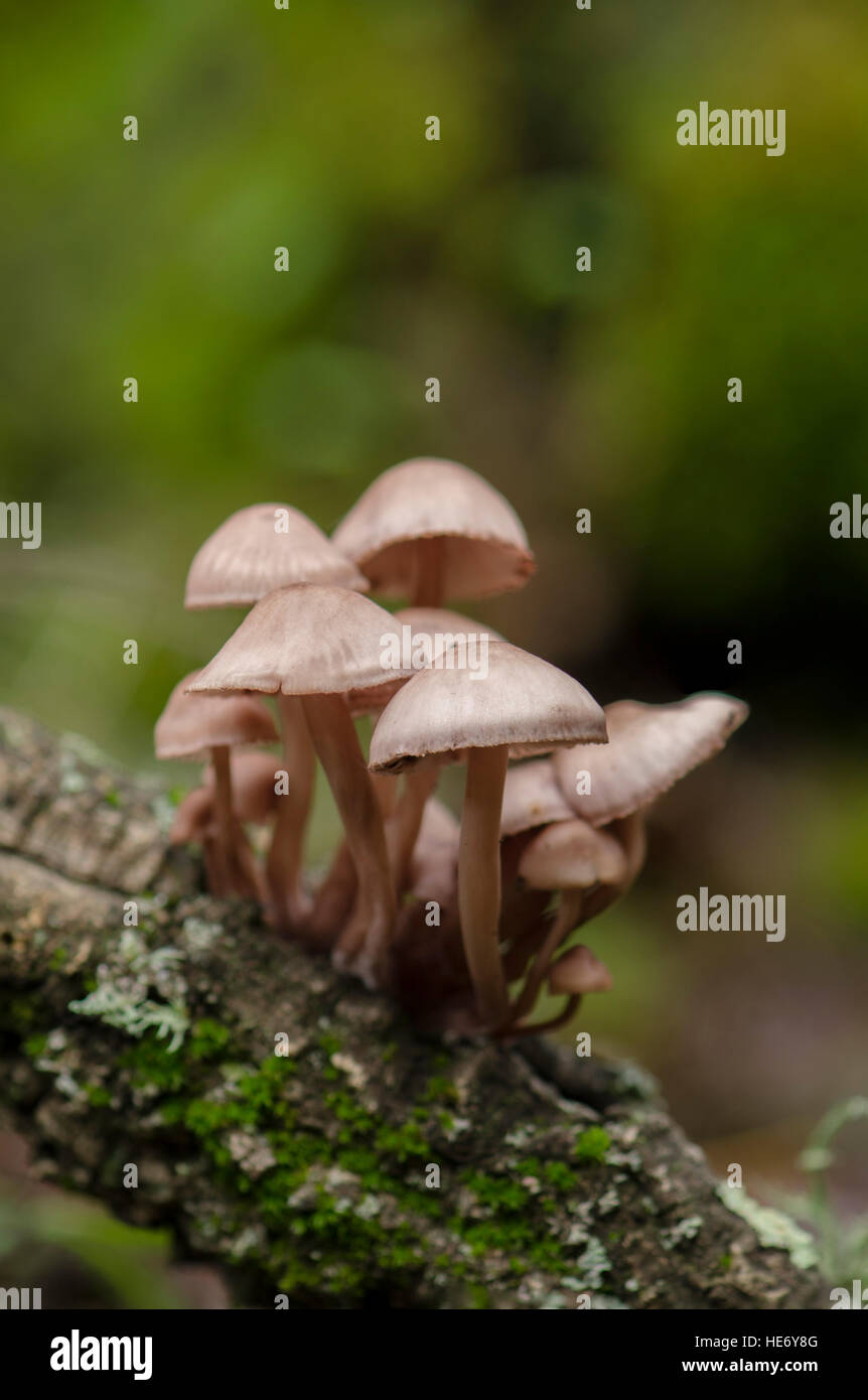 Spurgo fata casco, burgundydrop cofano, spurgo Mycena, piccolo fungo Mycena haematopus, Andalusia, Spagna. Foto Stock