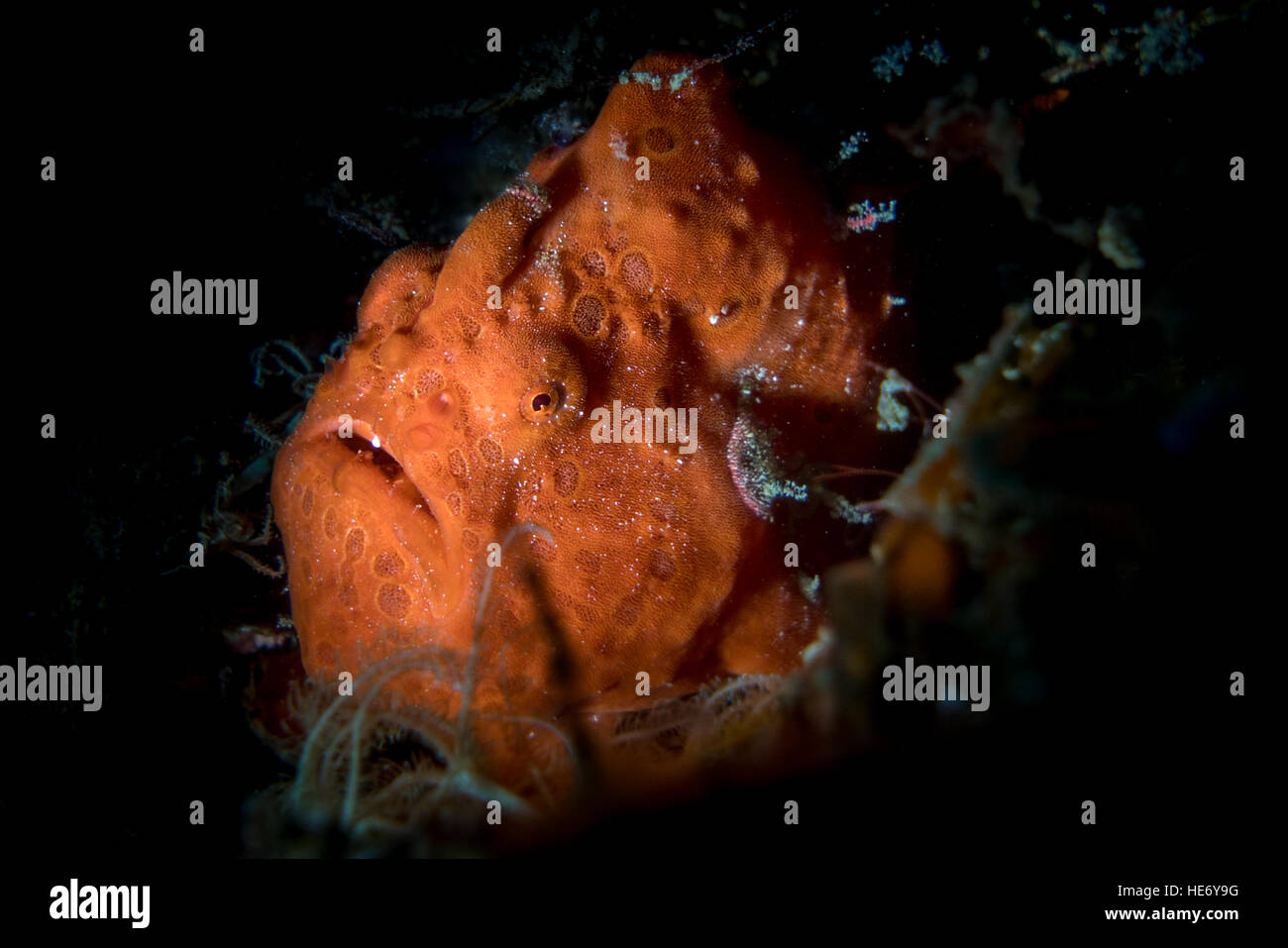 Rana pescatrice verniciata (Antennarius pictus) nel Lembeh strait / Indonesia / Asia Foto Stock