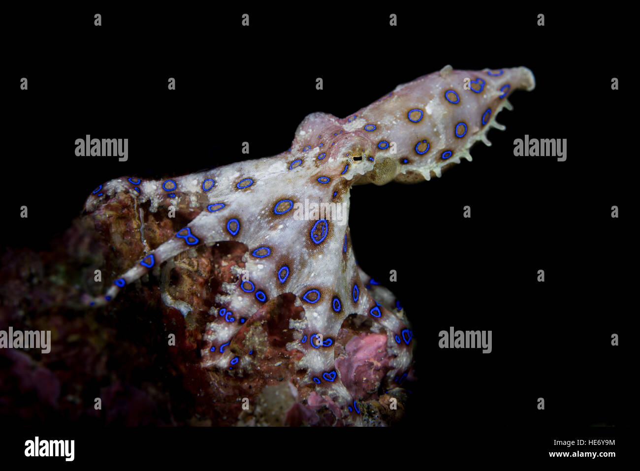 Anello blu o azzurro-inanellati polpo (Hapalochlaena sp.) nello stretto di Lembeh / Indonesia Foto Stock