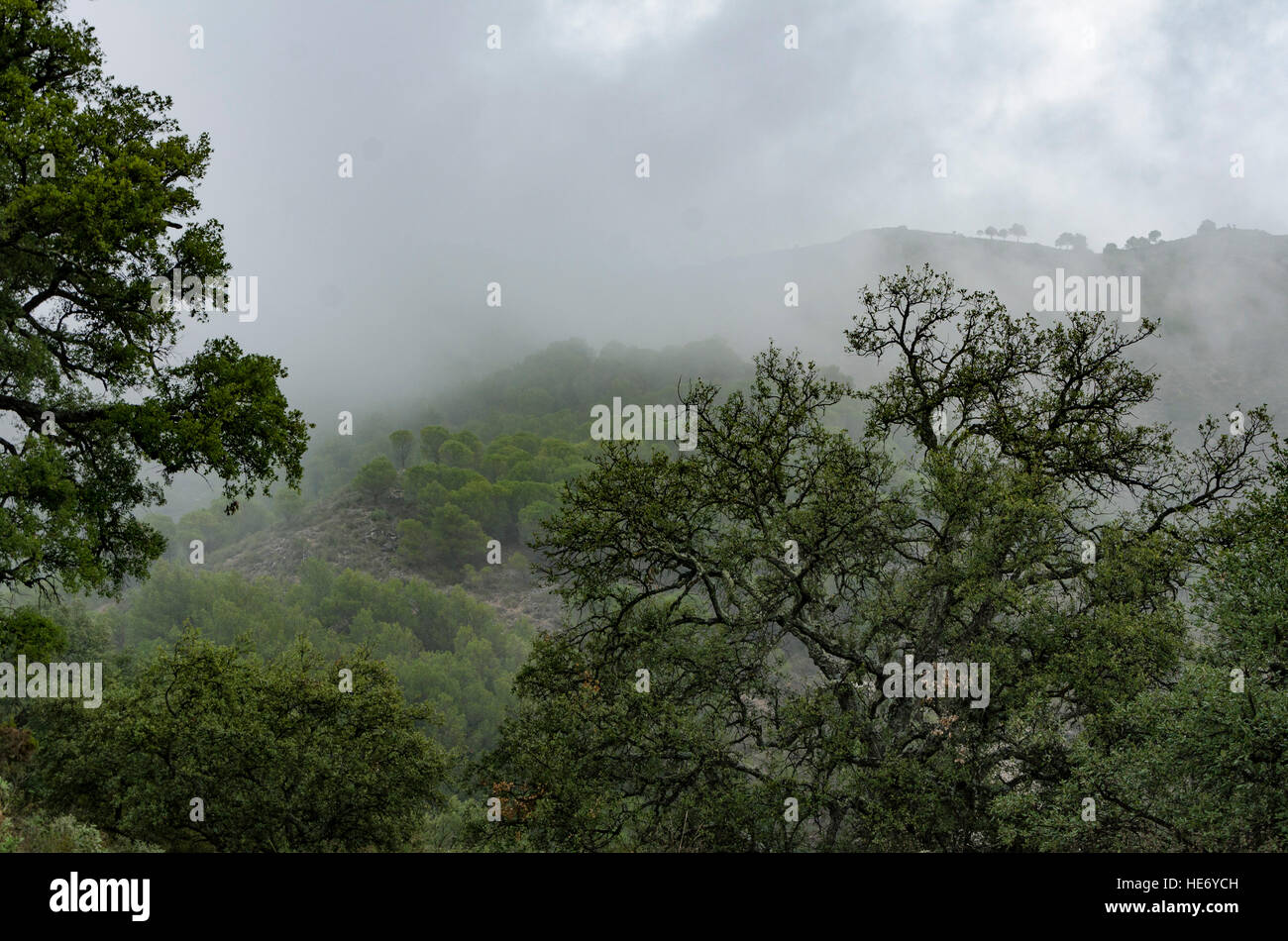 Foreste di montagna con querce da sughero coperta di nebbia, foschia, Spagna. Foto Stock