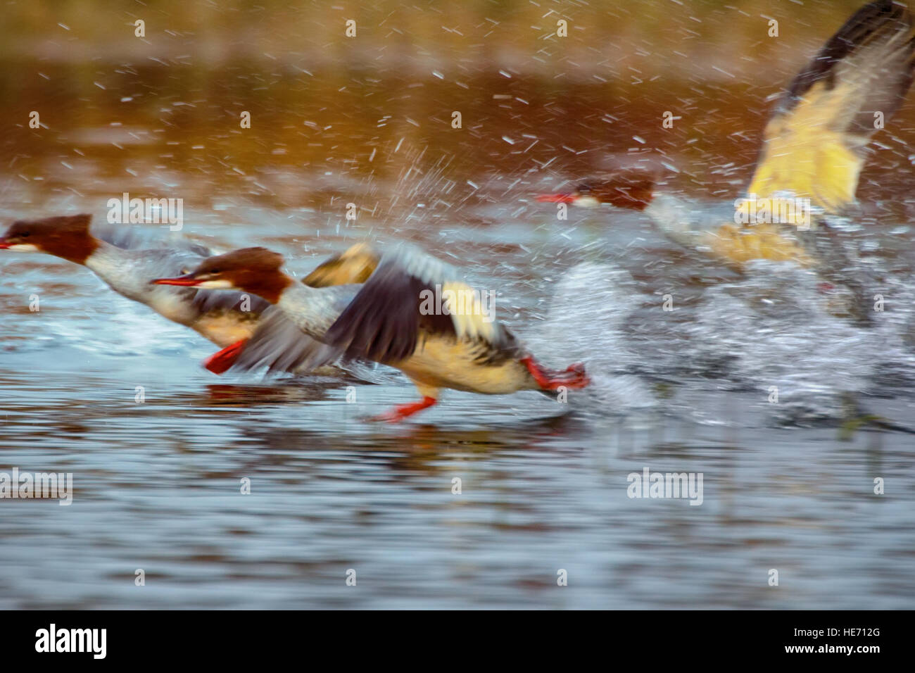 Difficile il decollo diving uccelli. Dynamic shot: smergo maggiore ( Mergus merganser), esecuzione di avviare delle fontane spray Foto Stock